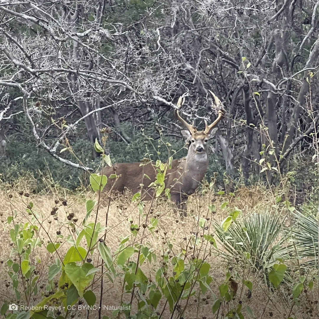 Today is the Winter Solstice &mdash; the shortest day and longest night of the year, and a quiet turning point.

Even in the city, seasonal rhythms shape life. Native plants slow their growth. Wildlife adjusts. Places like the Park continue their qui