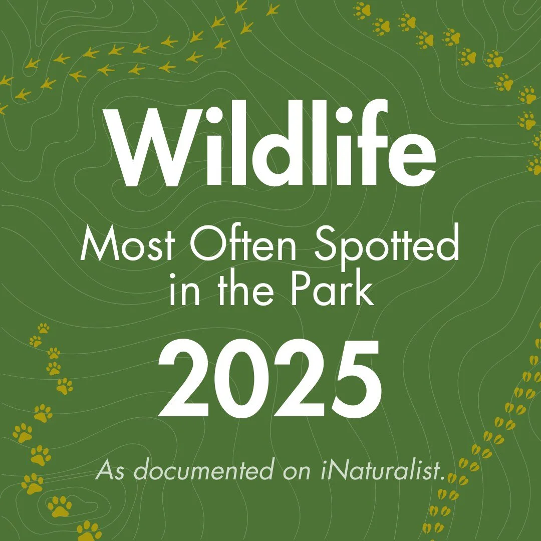 You may recognize a few familiar neighbors you've seen along the trails.

As 2025 comes to a close, we're looking back at some of the wildlife most often observed in the Park this year.

These familiar species show up again and again in observations 