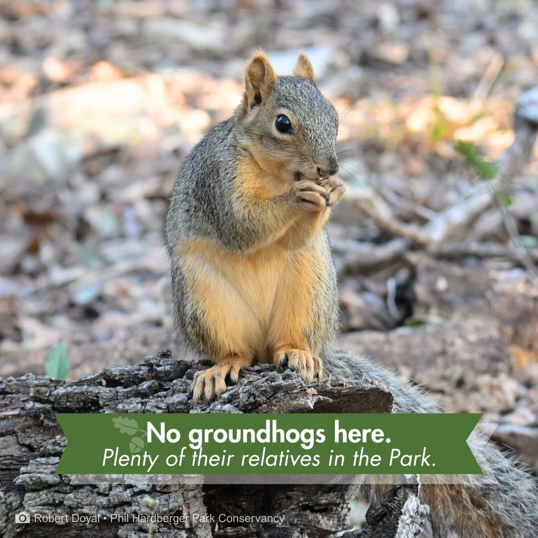 It's Groundhog Day.

Here's a small surprise to go with it:
Groundhogs are squirrels.

They're part of the same family (Sciuridae) as tree squirrels, chipmunks, and prairie dogs. Groundhogs&mdash;sometimes called woodchucks&mdash;are simply the groun