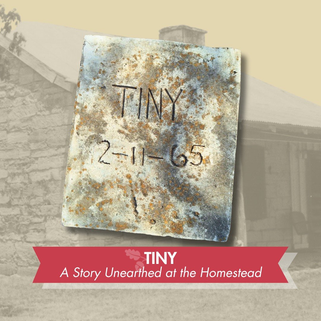 Some stories arrive with records and photographs.

Others arrive quietly.

After a storm at Phil Hardberger Park's historic Voelcker Homestead, a mesquite tree revealed a small memorial marker hidden beneath its roots.

It read:
TINY
2&ndash;11&ndash