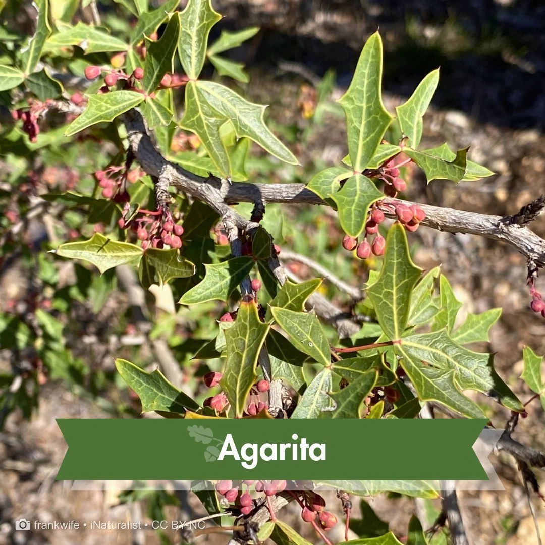 Some seasonal changes begin before the show.

Agarita (Berberis trifoliolata) is getting ready.

Clusters of small red buds gather along its spiny branches, hinting at the bright yellow blooms to come&mdash;and the honey-sweet scent that will follow.