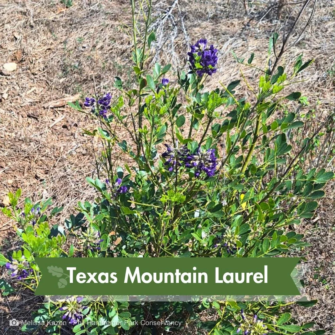 💜 Texas Mountain Laurel

You'll often smell it before you see it.

Texas Mountain Laurel (Sophora secundiflora) is blooming in Phil Hardberger Park, with deep violet flower clusters rising above glossy evergreen leaves along sunny stretches of trail