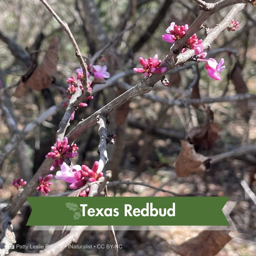 One way to notice the season shifting is to watch what trees do before they leaf out.

Texas redbud (Cercis canadensis var. texensis) blooms straight from bare branches&mdash;bright pink flowers appearing before a single leaf unfolds.

You'll often s