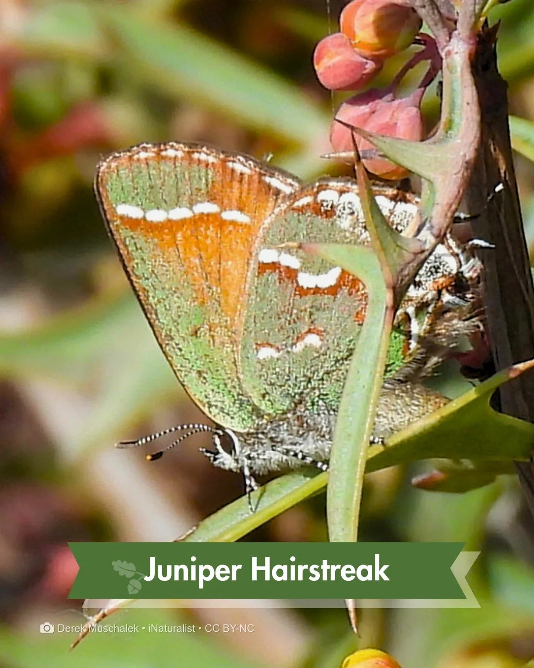 Not a leaf. 🍀

Meet the Juniper Hairstreak (Callophrys gryneus), one of the park's most easily missed residents. Those iridescent green wings are built to disappear, matching the foliage so well you'd never know it was there.

Look close and you'll 