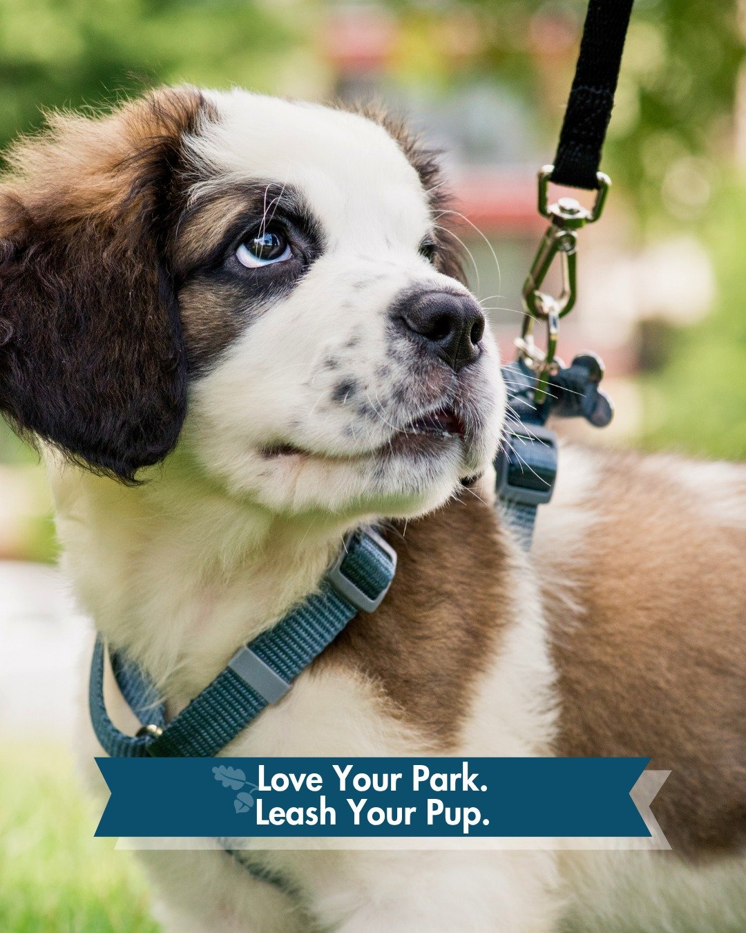 There's nothing better than a good dog on a good trail.

Phil Hardberger Park has off-leash dog areas on both the NW Military and Blanco Road sides. Outside of those areas, leashes keep your dog, wildlife, and everyone on the trails safe.