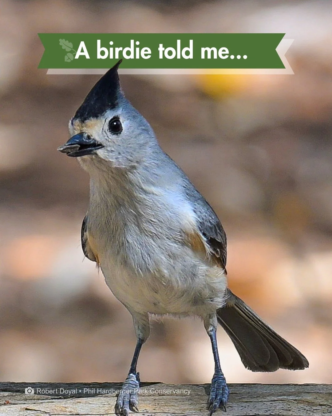 A birdie told me it's Earth Month.

The Park doesn't follow a calendar. It follows nature's lead. But we'll take it. 🌿

Spotted in the Park: A Black-crested Titmouse (Baeolophus atricristatus) snacking.