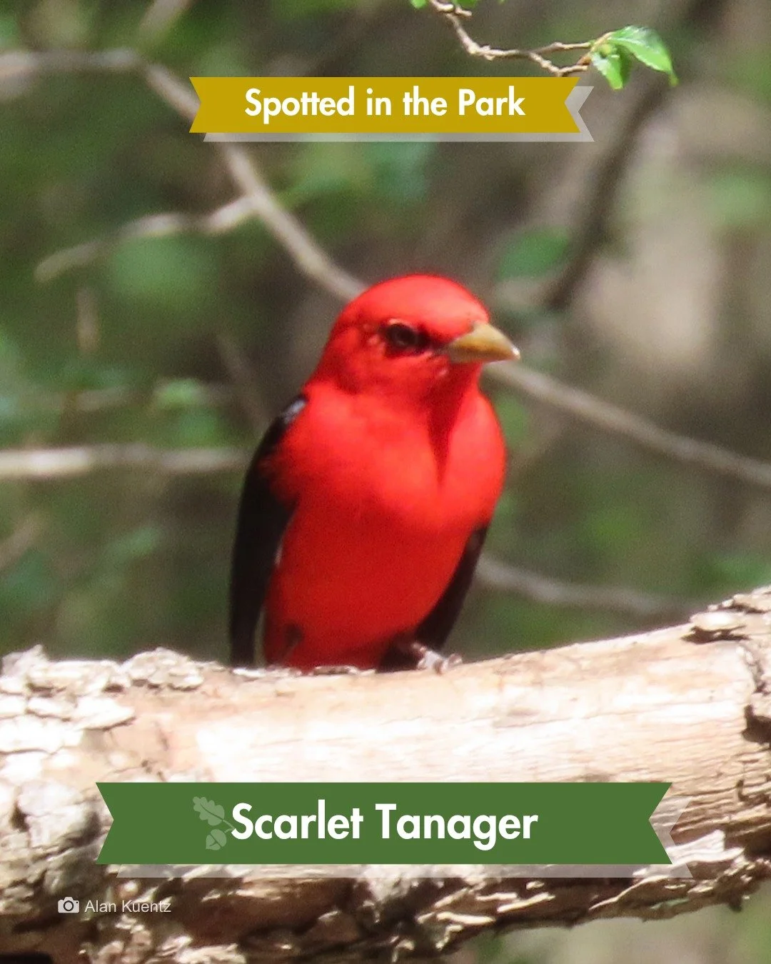 Spotted in the Park &mdash; and a first for the Park. 🔴🪶

A Scarlet Tanager was recently observed at Phil Hardberger Park. The first documented sighting of this species here, and only the second recorded in the San Antonio area this spring. That br
