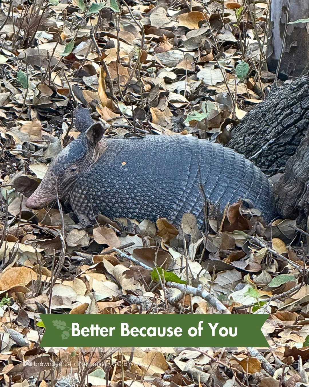 Earth Month is coming to a close. Now what?

Out here? Same thing as always.

The bioswale is still filtering. The cisterns are still collecting. The native plants and trees are doing their thing. Wildlife continues to thrive. Just ask this nine-band