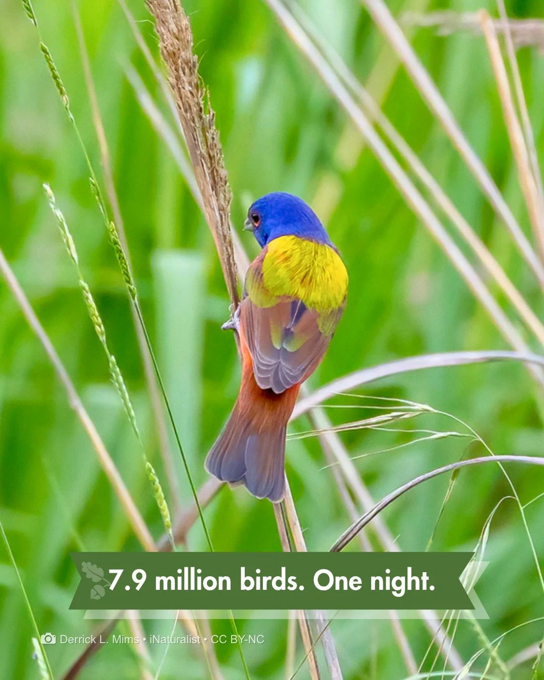 Most of it happens while you're asleep.

Spring migration peaks from late April through mid-May, and birds travel at night. Last night, an estimated 7.9 million birds flew over Bexar County. 7.9 million. BirdCast called it a high migration night. Tha