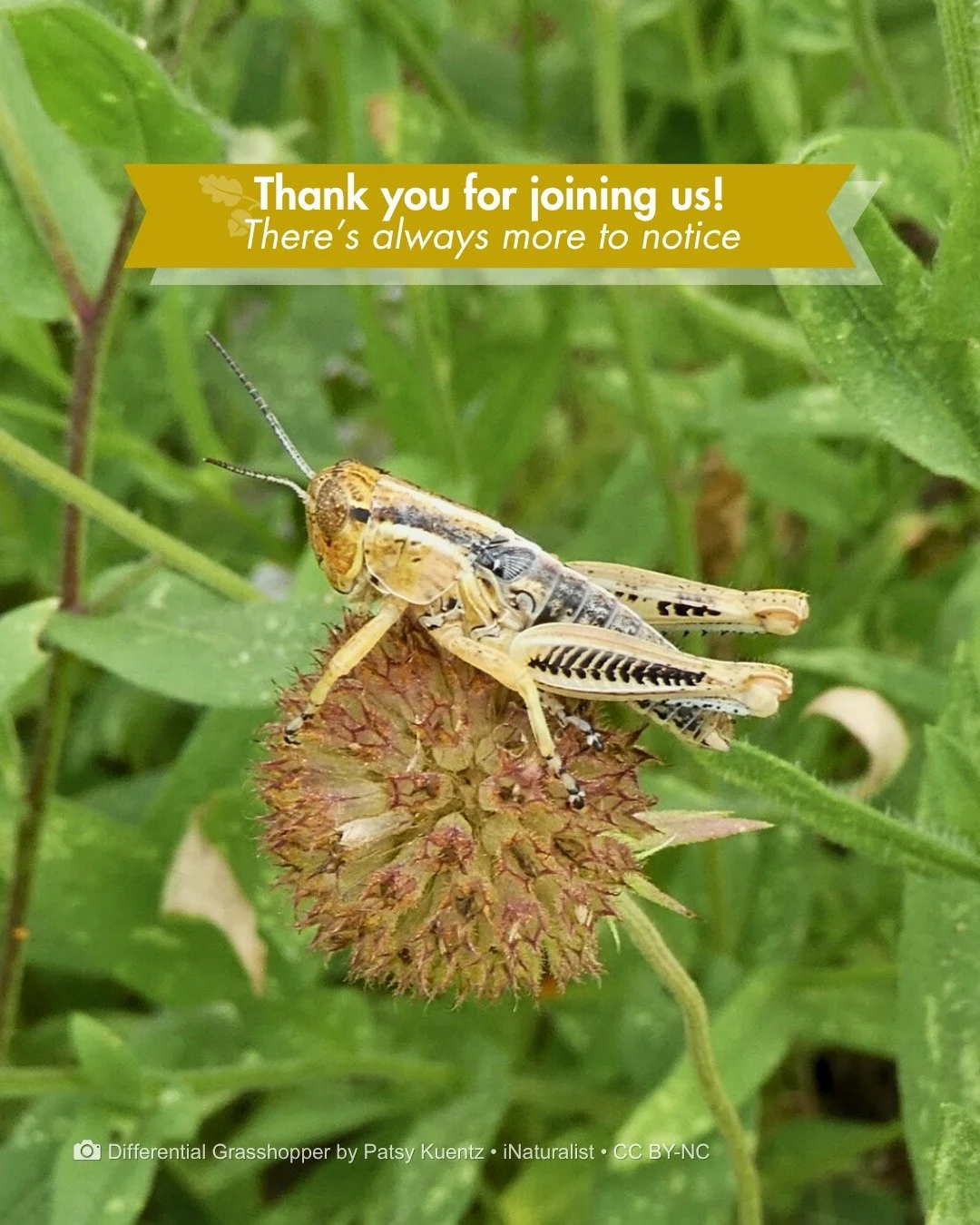 Thank you to everyone who joined us for All About Insects with Nicolas Phillips on April 25! 🪲🦗

Something happens when you start seeing the world through an insect's eyes. Suddenly, there's a lot more going on.

Mark your calendar for this month's