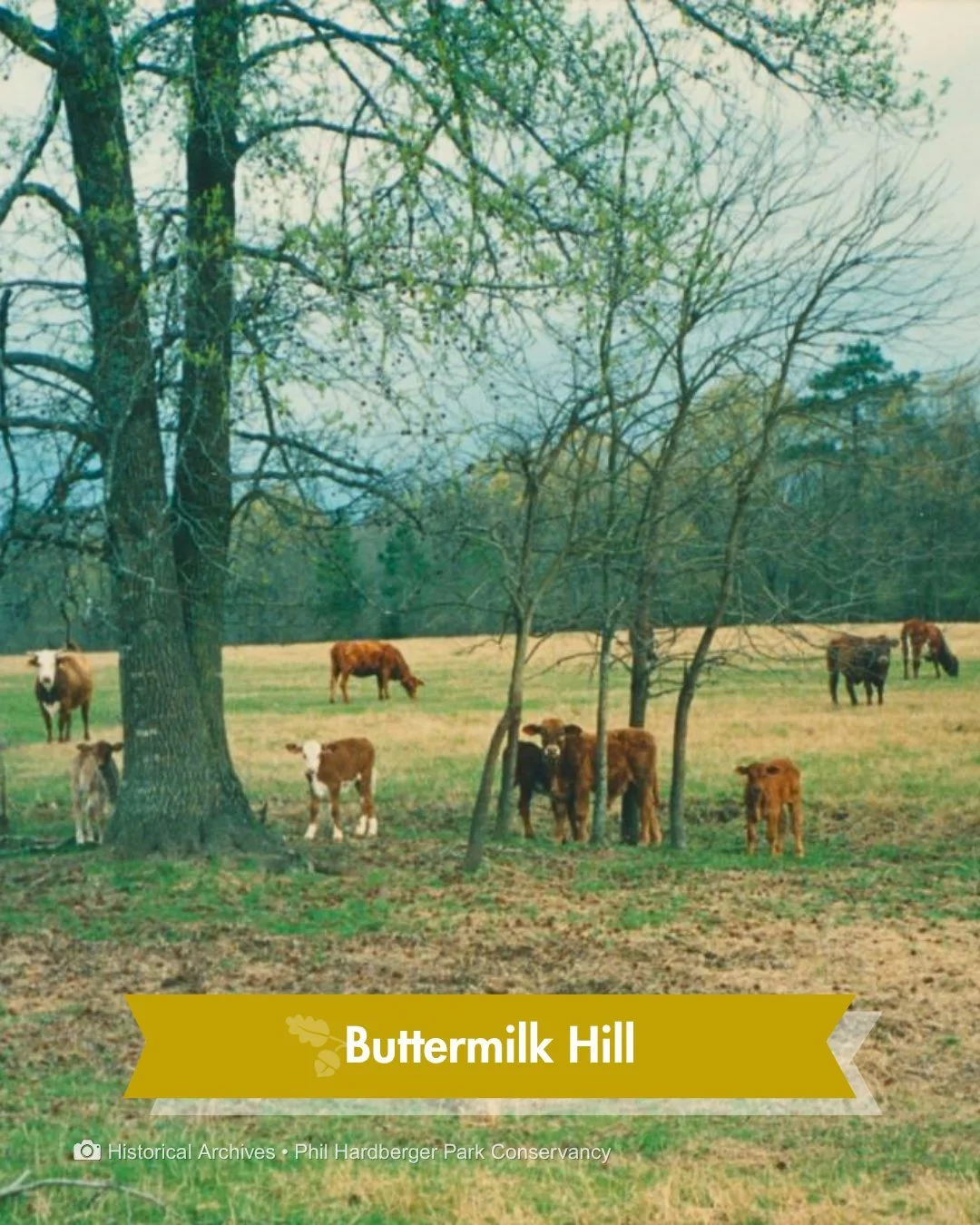 Historic preservation isn't always a courthouse or a mission. Sometimes it's 330 acres of urban wild where a dairy farm once stood and a development almost took its place.

May is National Historic Preservation Month.

The land along Salado Creek onc