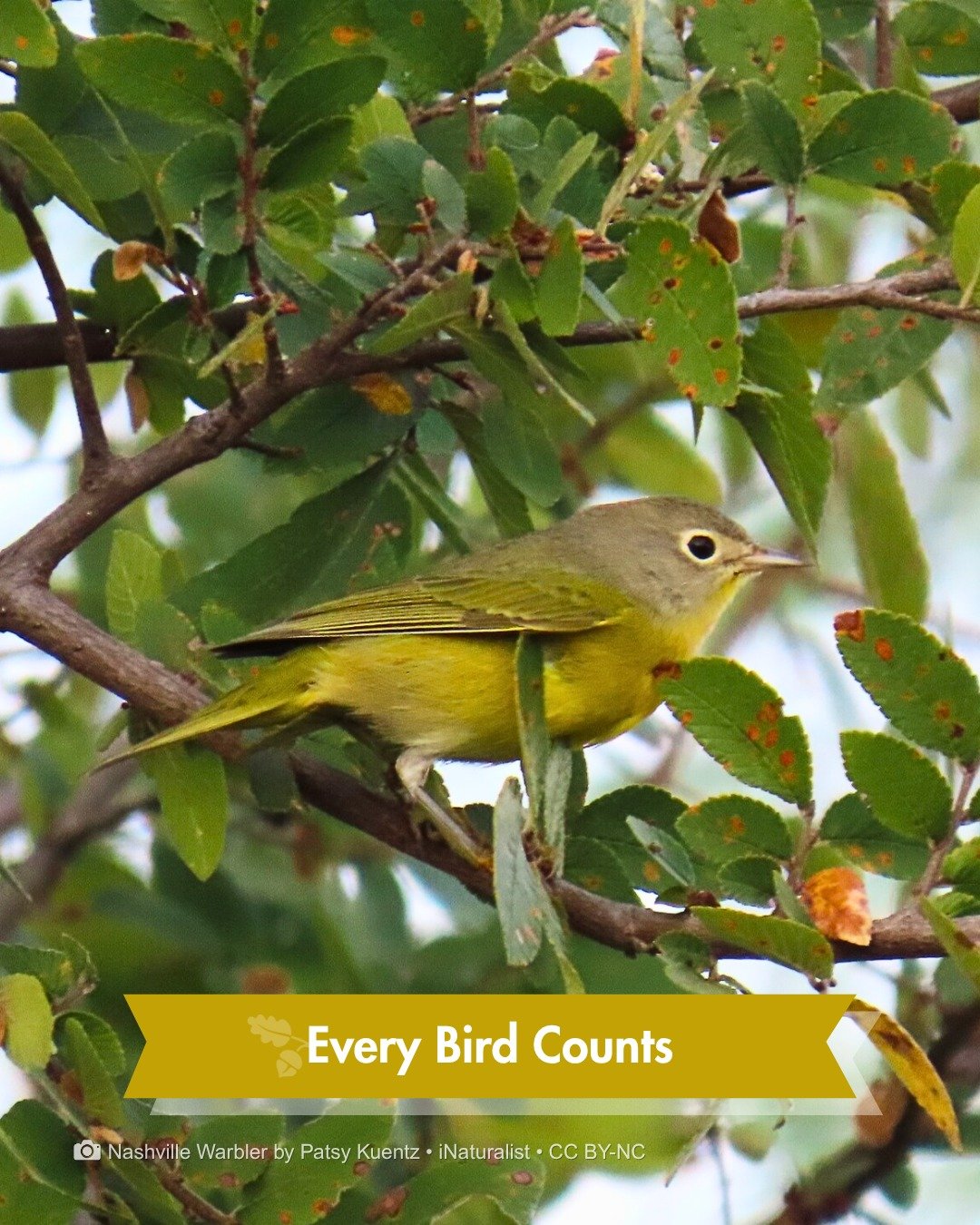 It weighs less than an AA battery. Twice a year, it flies between Central America and Canada.

The Nashville Warbler has never actually bred in Nashville. It was just passing through when someone named it in 1811. It still passes through Tennessee to