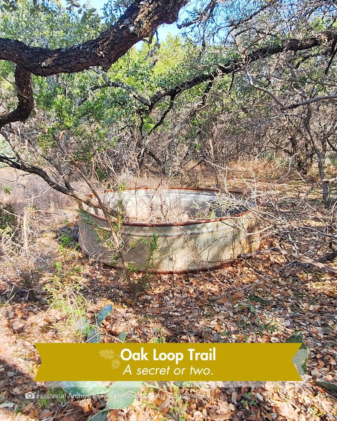 Some trails have a secret or two.

The Oak Loop Trail on the NW Military side winds through the Park's densest tree cover. Live oaks, cedar elms, and two old cattle tanks still sit quietly from the Voelcker dairy days.

A small piece of the Park's hi