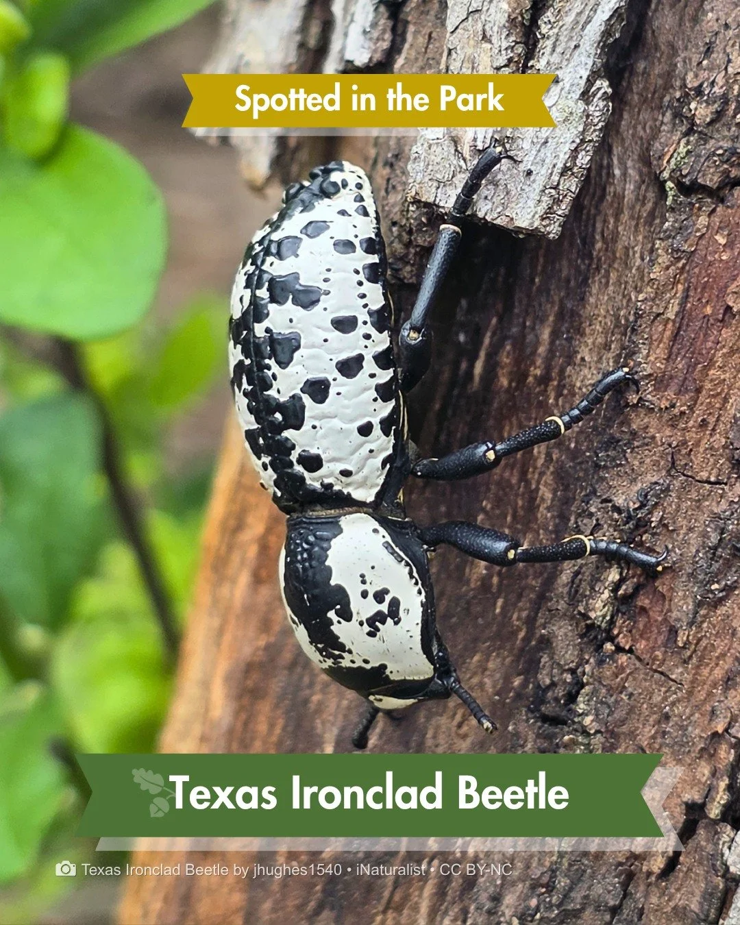 Spotted in the Park &mdash; And it's a master of disguise.

A Texas ironclad beetle was recently spotted at Phil Hardberger Park.

That wild black-and-white pattern? Scientists think it mimics bird droppings, a disguise so good that most people walk 
