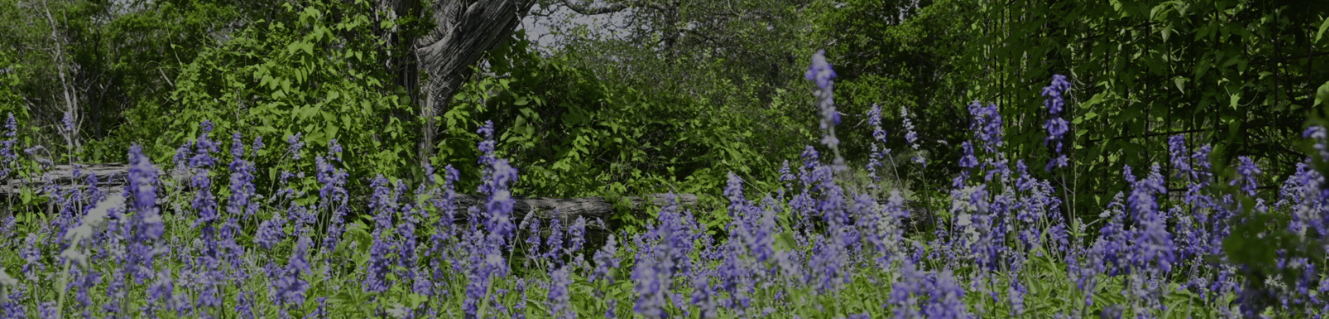 Native Plant Wildscape Demonstration Garden