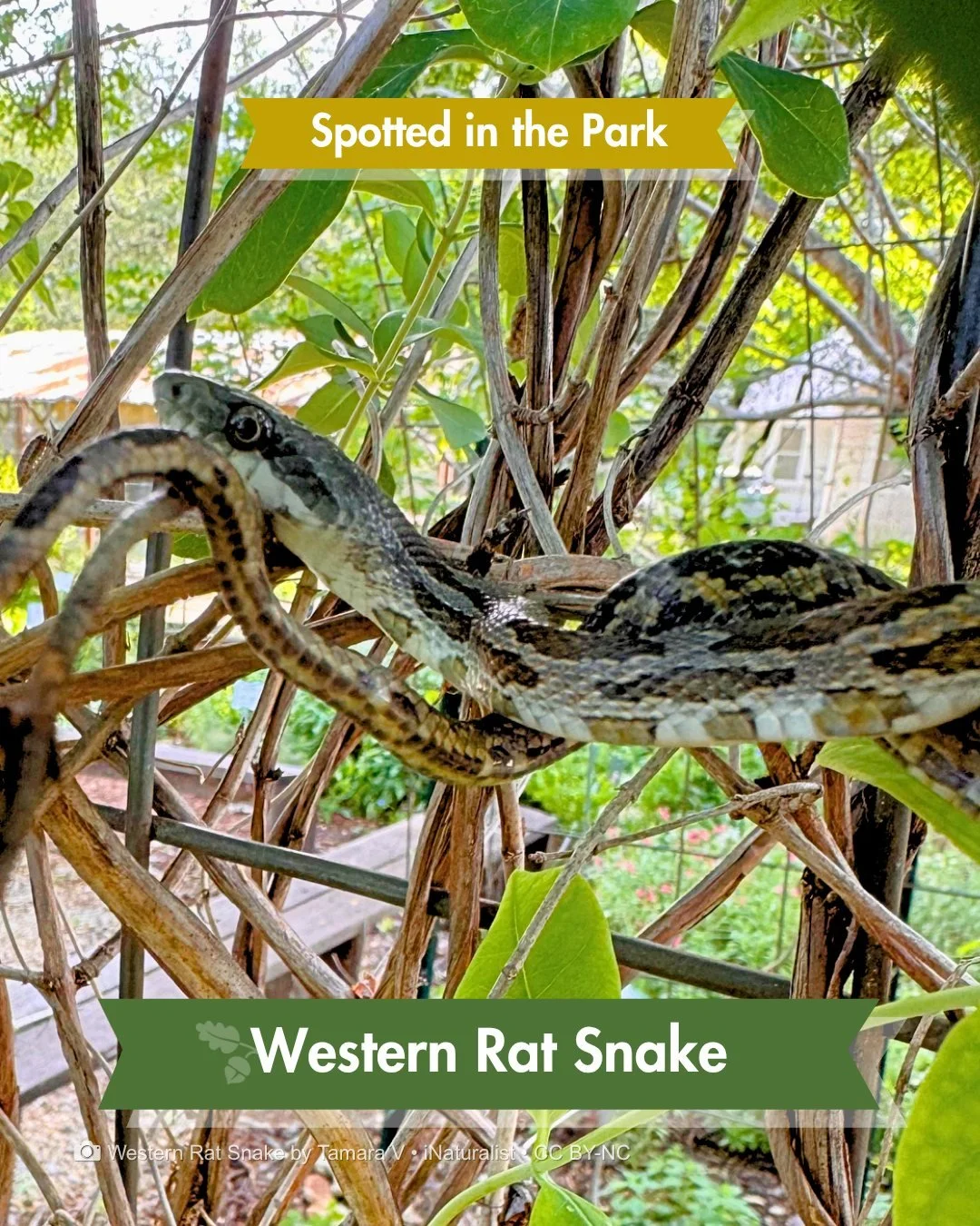 Spotted in the Park &mdash; One of the Park's best climbers.

A western rat snake turned up during a recent garden workday at the Butterfly Learning Center.

Rat snakes are expert climbers of trees, fences, walls, and garden structures. Capable of sc