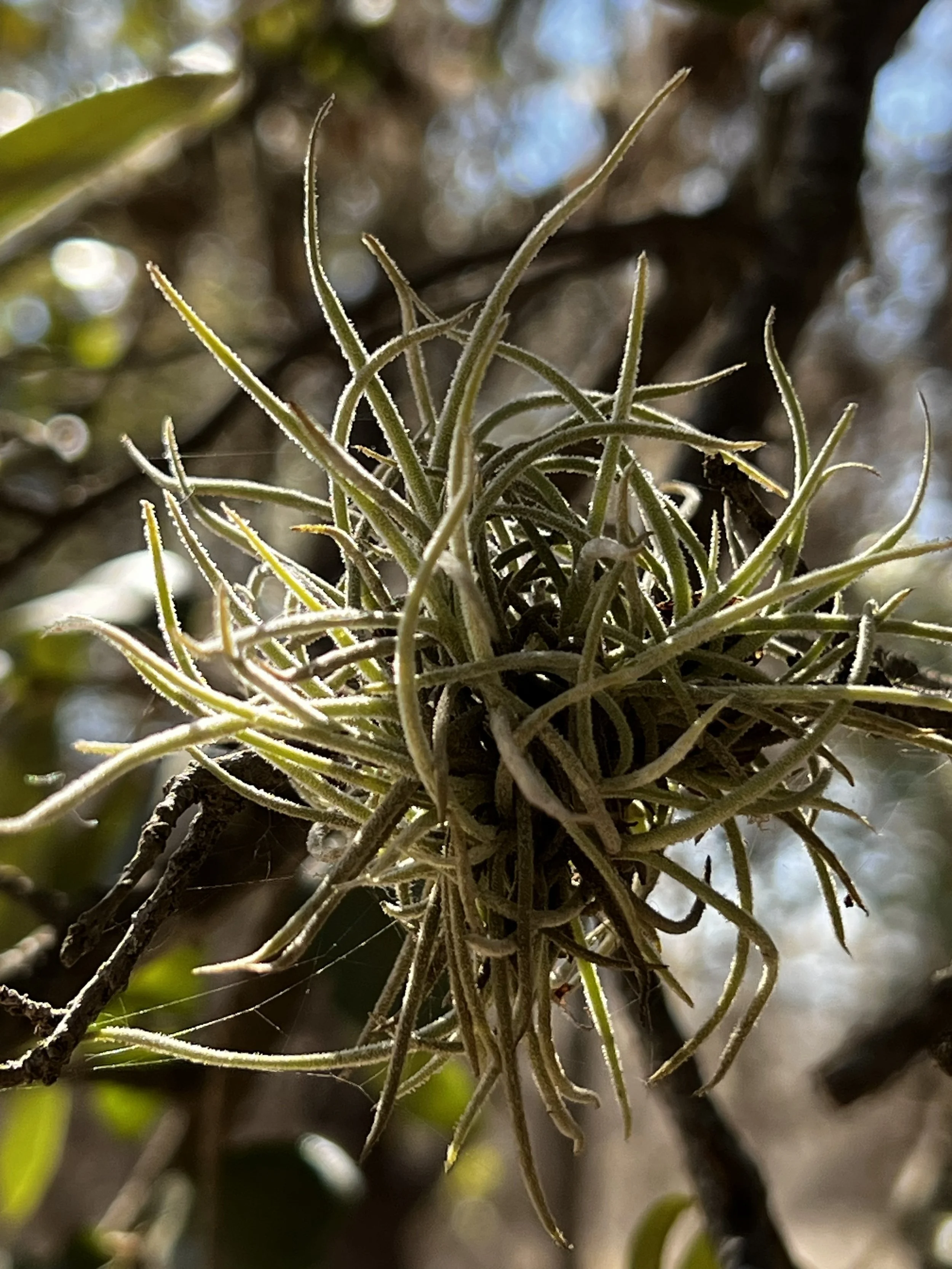 Starting Out Wild - Ball Moss
