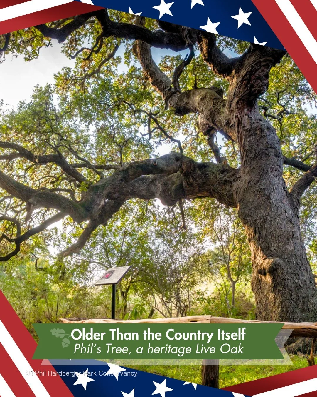 This heritage Live Oak is more than 400 years old, older than the Alamo, older than San Antonio, older than the country itself.

Happy 4th of July from the Park.

America turns 250 today. When the country was founded, this tree was already centuries 
