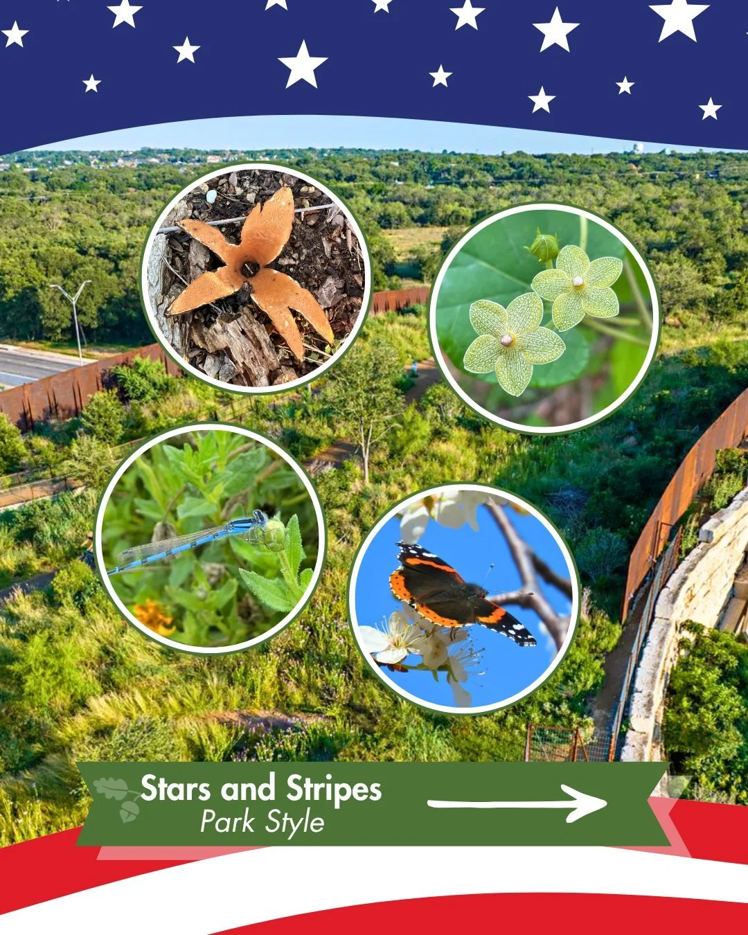 Stars and Stripes, Park Style 🌟

A mushroom that breathes smoke. A butterfly wearing a naval officer's rank. This Park does the Fourth its own way.

Texas Star Mushroom
It hisses when it splits open, right out of a cedar elm stump into a star shape,