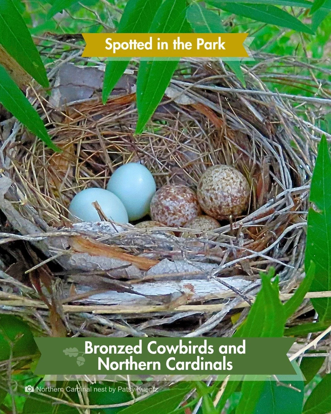 Spotted in the Park &mdash; Nature's got squatters. 🤔

A Cardinal nest was spotted in the Park recently. Not an uncommon find this time of year. What is unusual: two blue-green eggs that don't belong.

The speckled ones belong to the Cardinal. The t