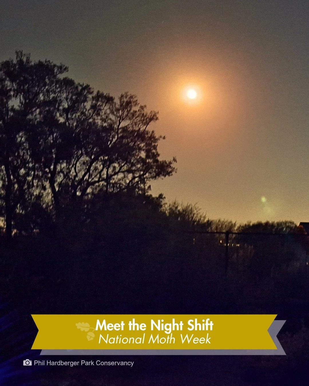 Meet the night shift.

While we sleep, the Park is wide awake. Some moths can smell a mate up to seven miles away, and most of that world runs entirely after dark.

National Moth Week is underway through July 26, a celebration built around these over