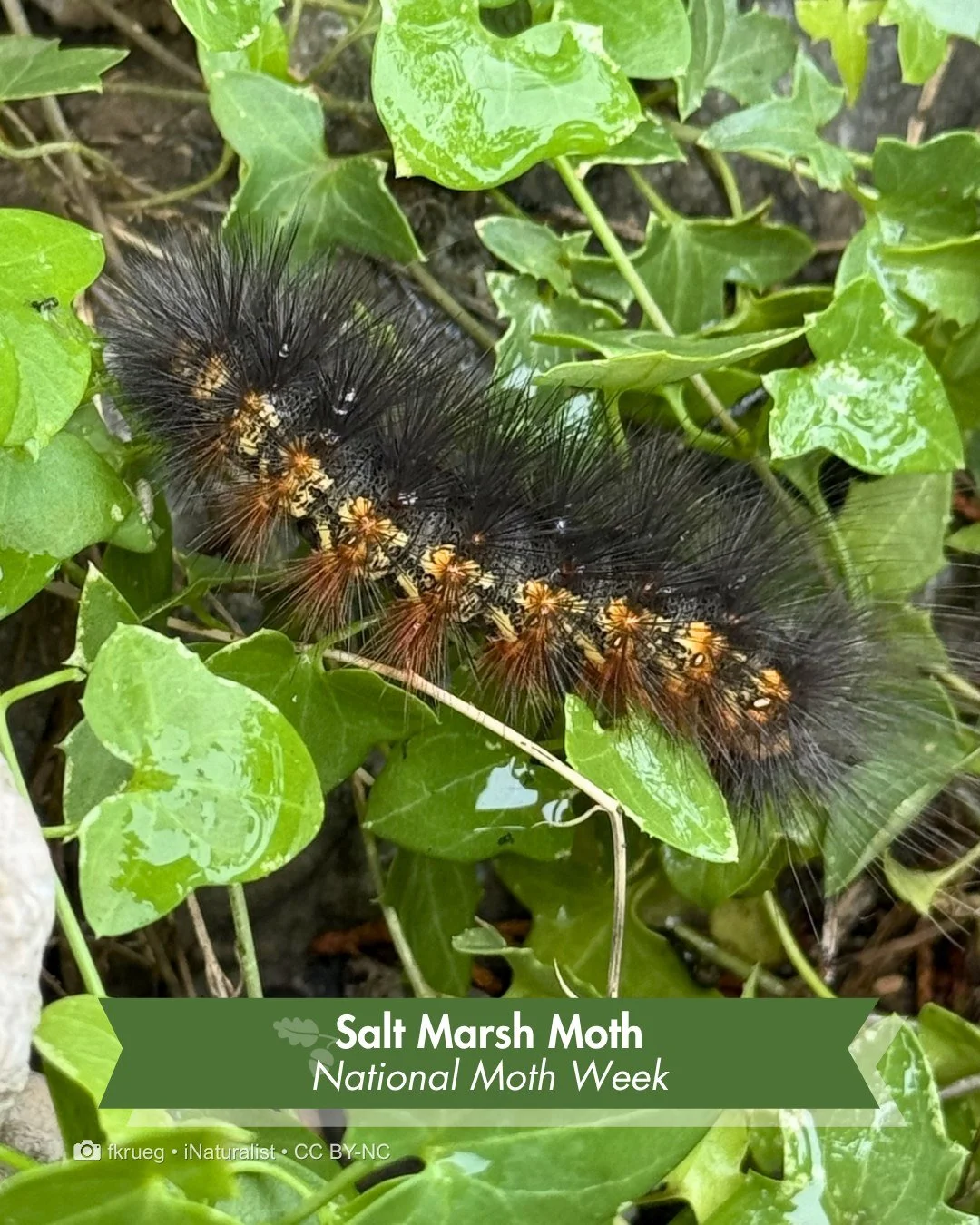 Meet the Night Shift &mdash; This one can't seem to pick a color.

Pale yellow one week, nearly black the next, this caterpillar changes its look before it ever grows wings. Bristly hair either way, feeding on weeds and grasses as it grows.

By adult