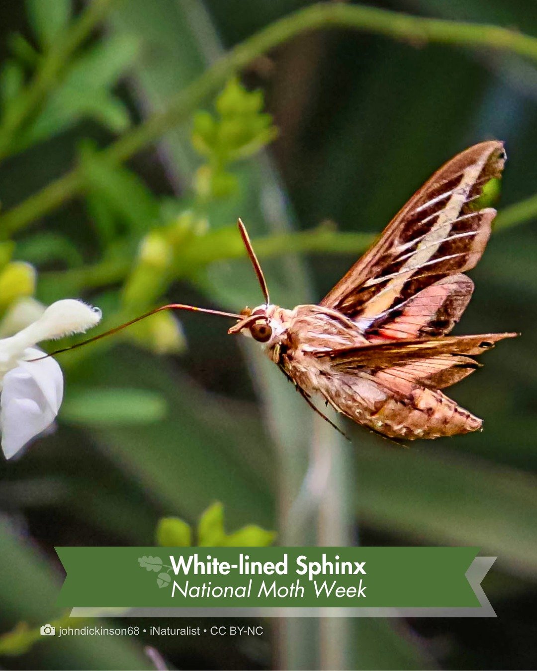 Meet the Night Shift &mdash; This one gets mistaken for a hummingbird.

A brown body crossed by six white stripes, dark brown forewings marked with white, and black hindwings striped red-pink down the middle. It has about a 2-3 inch wingspan and is b
