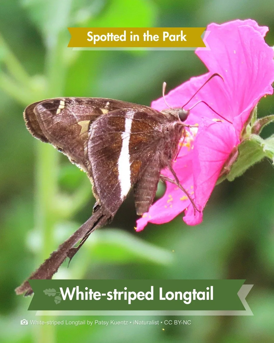 Spotted in the Park &mdash; a skipper that skips the rules

This one wandered off its own range map. The White-striped Longtail butterfly is a South Texas native, not usually seen this far north.

Skippers are a distinctive family of butterflies, eas