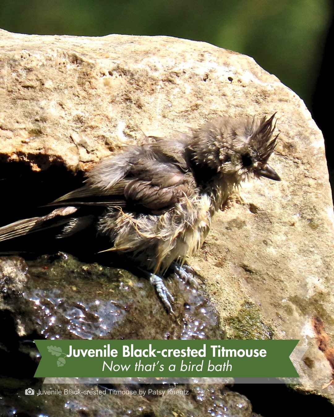 Why are the birds in San Antonio so small right now?

Welcome to juvenile bird season.

If you've been to the Park recently, you may have noticed a lot of the birds look a bit different than normal. Shorter tails. Fuzzy patches. A little too small, a