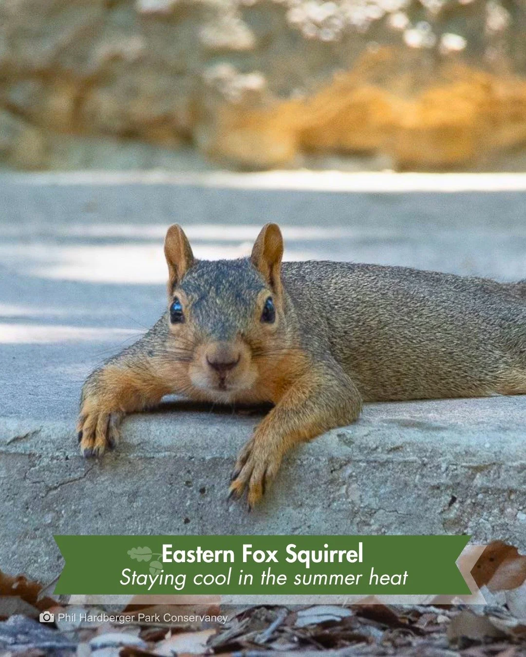 Eyes wide, ears up, ready to bolt. But this Eastern fox squirrel is flat on the concrete, paws stretched out, going nowhere.

That's called splooting. With its thin-furred belly pressed to a cool surface, body heat transfers out through contact, a sm