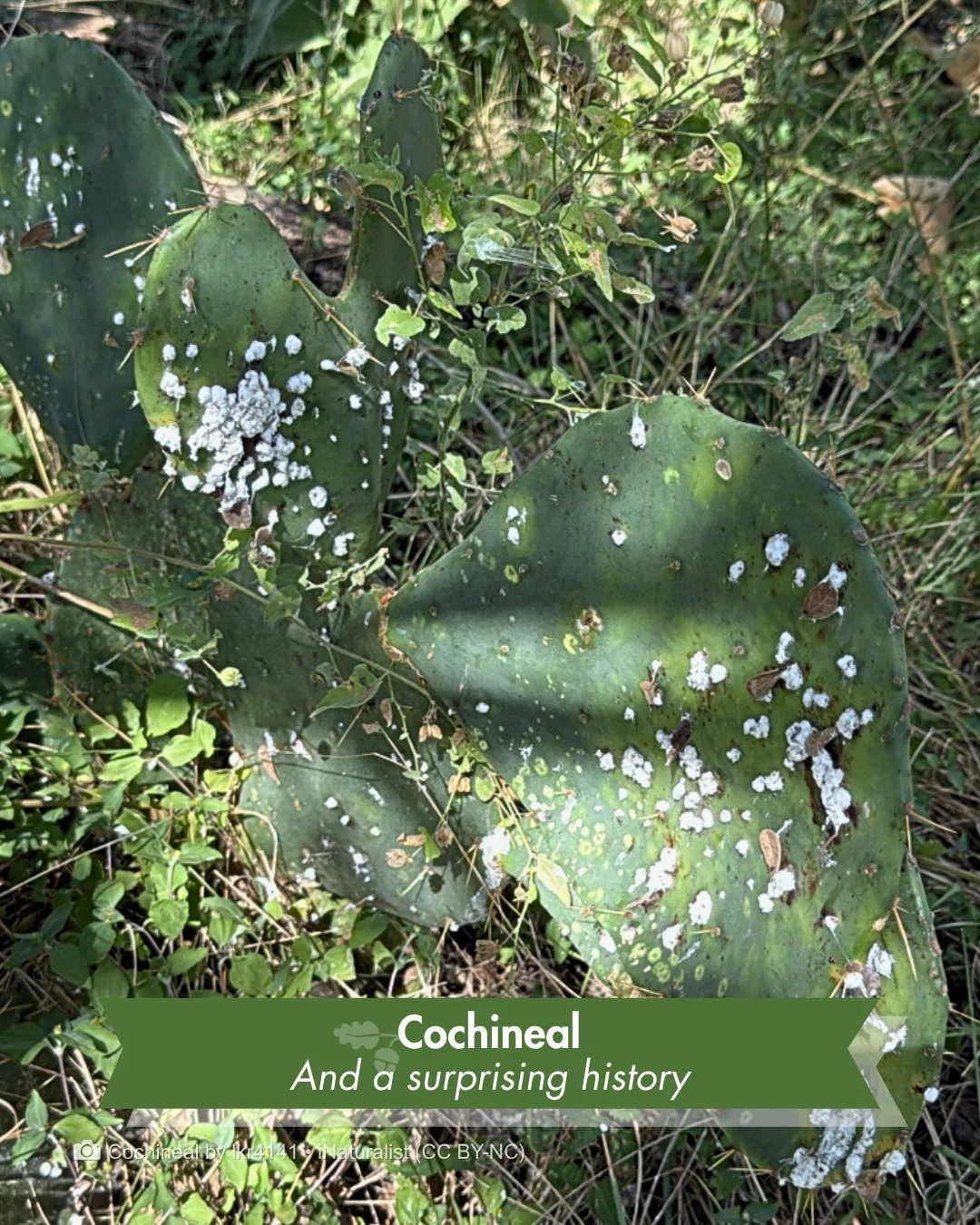 There's a tiny bug hiding in plain sight on this cactus, and it has a surprising history.

Look closely at a prickly pear pad next time you're on the trail. See those small white, cottony patches? Underneath is a tiny insect called cochineal, and peo