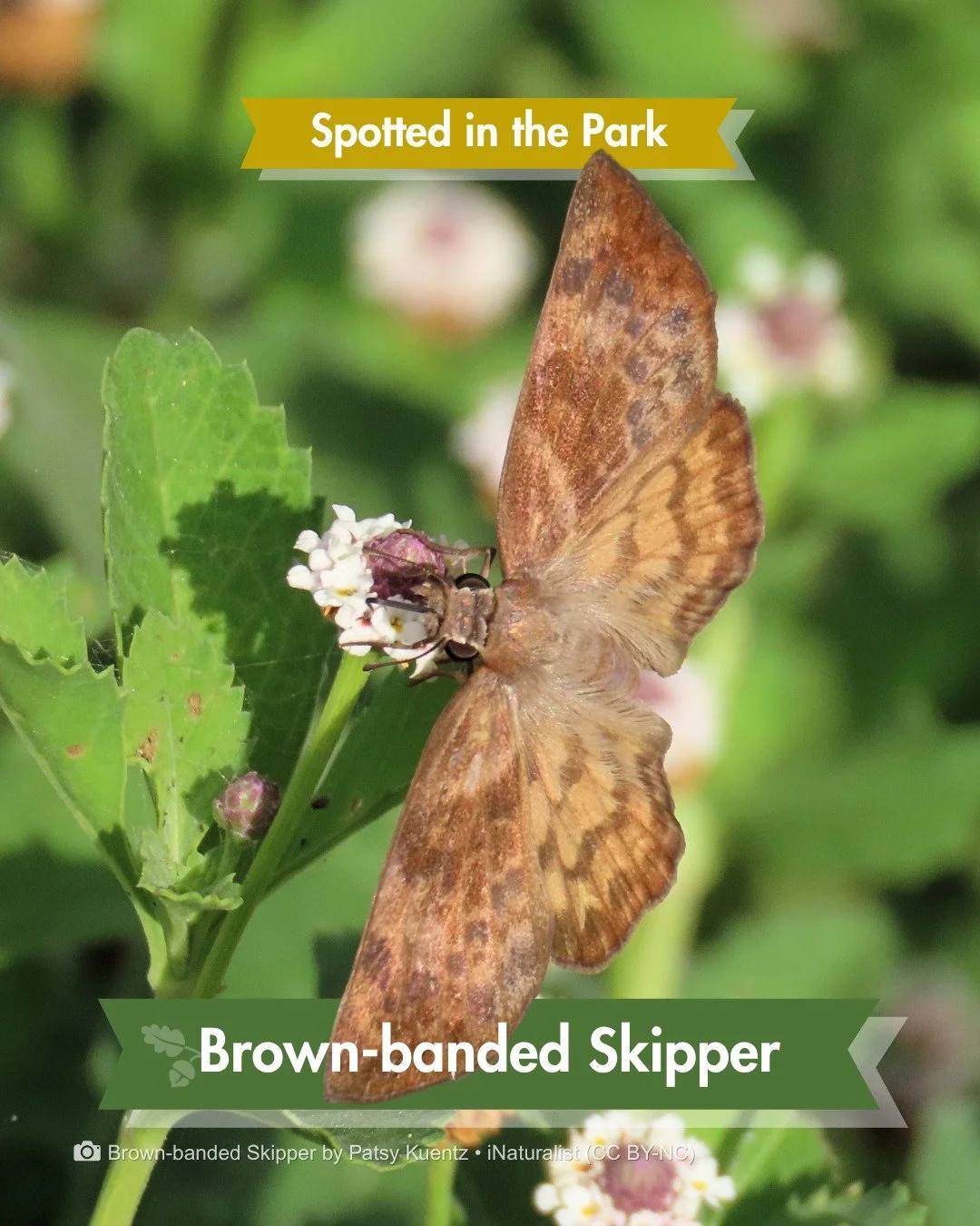 Spotted in the Park &mdash; and this one's over 200 miles from home

This little skipper (still a butterfly, just a speedier one) is usually found way down in the Lower Rio Grande Valley. It's only been documented in Bexar County twice before on iNat