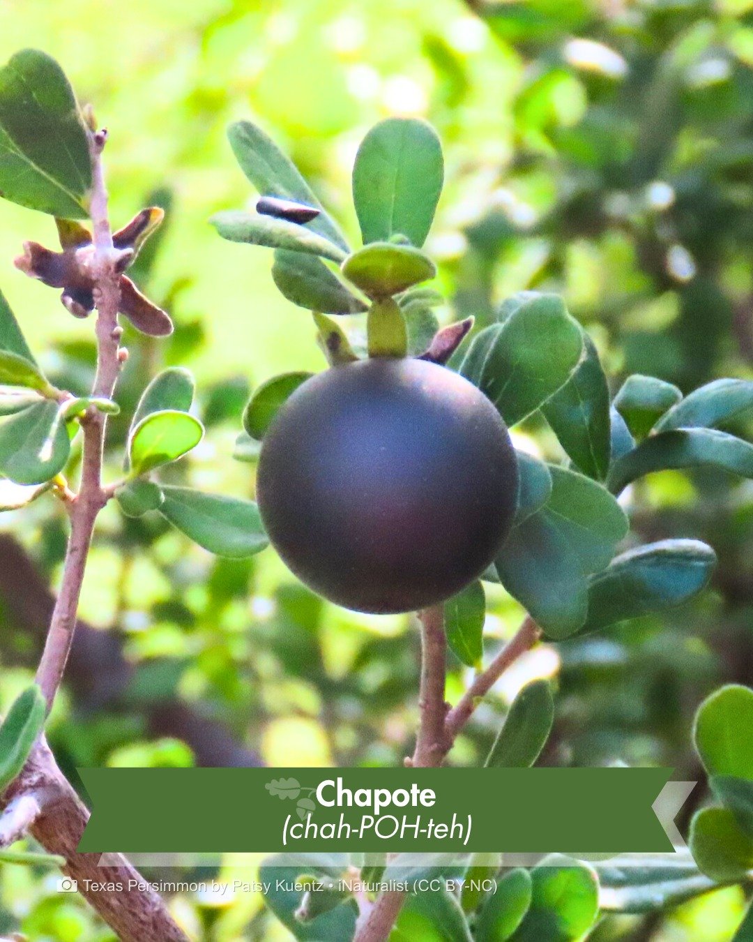 Say it out loud &ndash; Chapote (chah-POH-teh).

You're pronouncing a piece of history that predates Texas, Spain, and the written word.

It's what many South Texans still call the Texas persimmon, and the word itself goes back further than Spanish o
