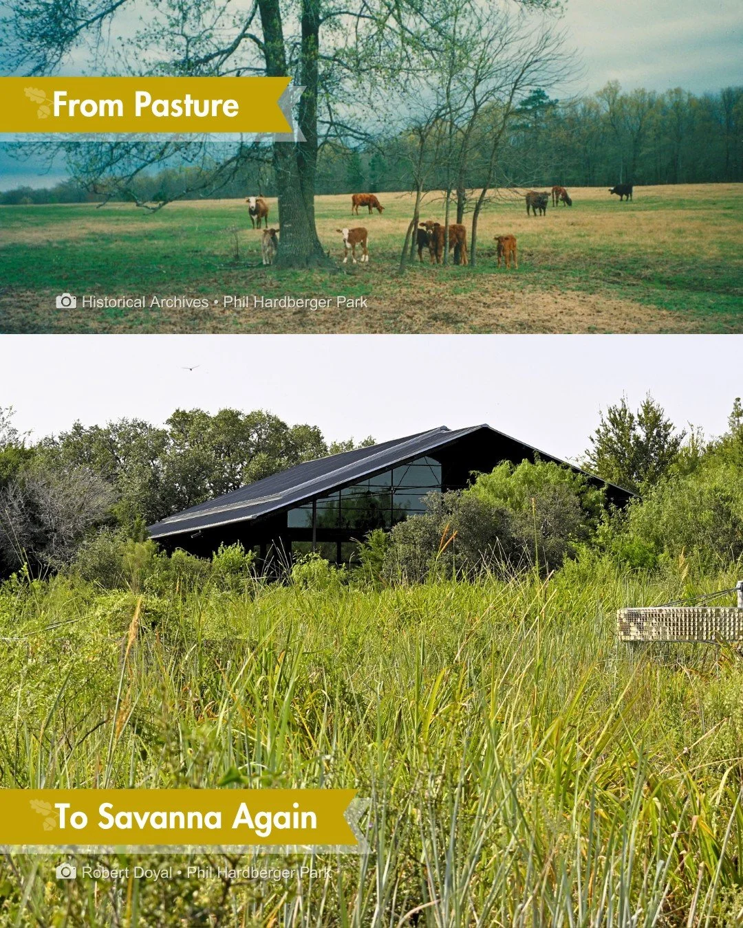 Grasses don't get the attention wildflowers and trees do. Walk the savanna this Labor Day weekend, and you'll see why they should.

Cattle grazed this land as a working dairy farm for over a hundred years. For centuries before that, wildfires burned 