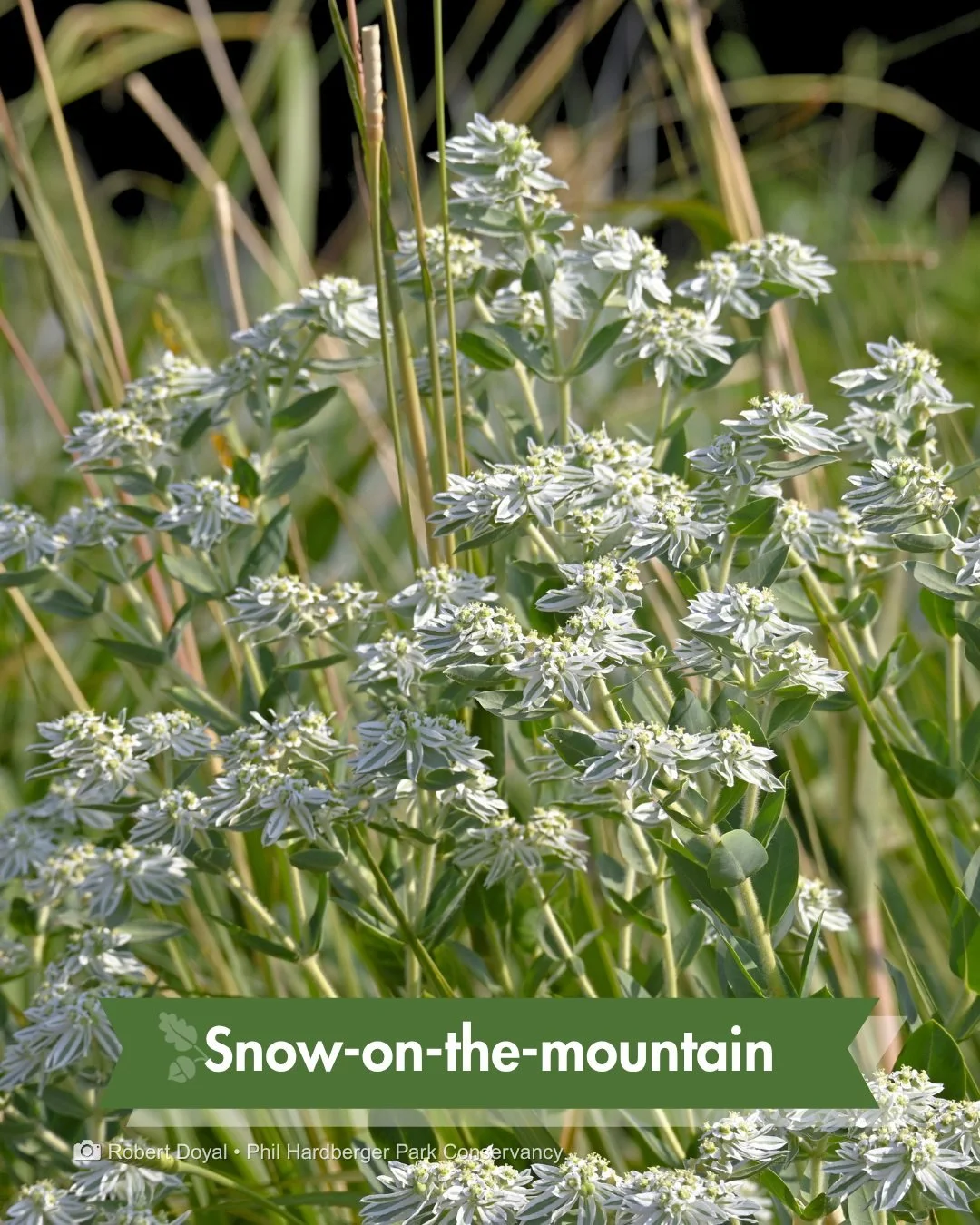 Snow in a San Antonio September?

Not quite. Snow-on-the-mountain is blooming across the savanna right now, white-edged leaves catching the light like frost. One look and the name makes sense.

This one's native to Texas prairies and savannas, not so