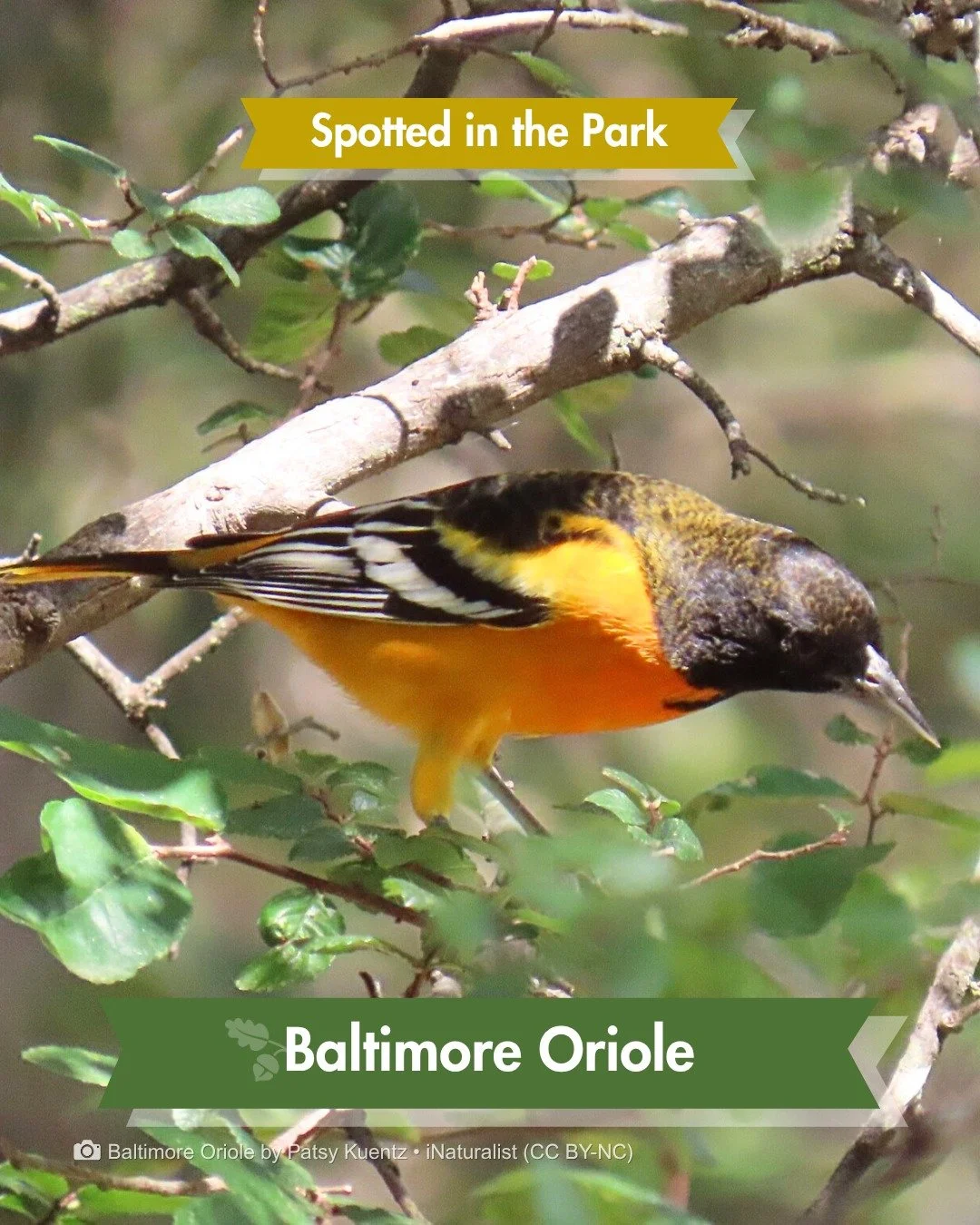 Spotted in the Park &mdash; this one only stops here twice a year

Most of his migration happens at night, when the air is cooler, and there are fewer predators.

By morning, he's flashing through the treetops. Flame orange. Black hood. Impossible to