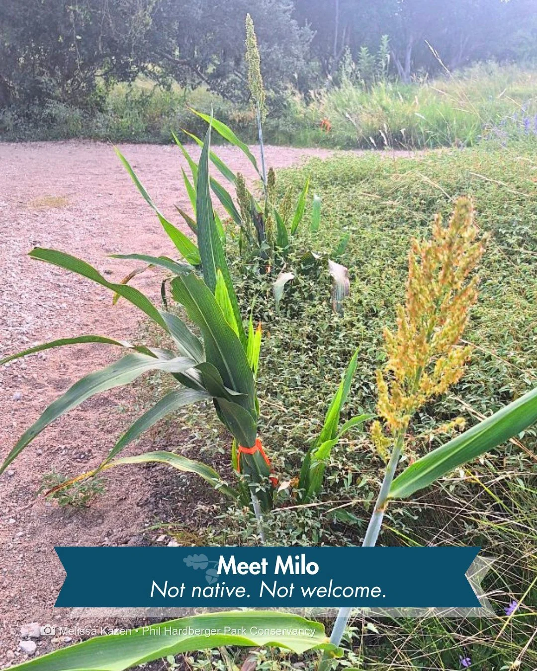 Park friends, we need your help to stop Milo.

Milo isn't a person or a squirrel causing trouble in the Park. Milo is a common ingredient in birdseed, and if you've walked the trails lately, especially along Savanna Loop Trail, you've probably alread