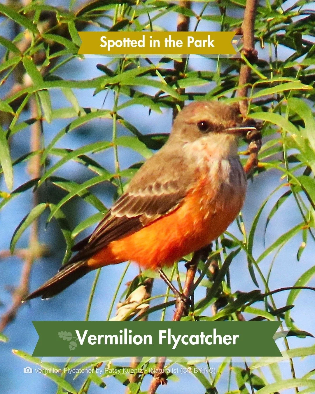Spotted in the Park &mdash; this bird is only halfway to red

Meet one of our young male Vermilion Flycatchers. At first glance, he could pass for a female, since they both have that warm salmon color on the belly. The giveaway is up top. See those l