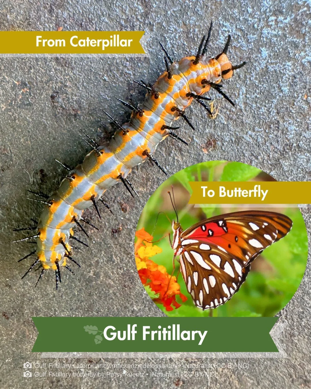 Almost October, and this caterpillar has the Halloween look down without even trying. A visitor recently spotted it crawling through the Park.

Those spines look like they'd sting, but they can't. The Gulf Fritillary caterpillar is all bluff. The bri