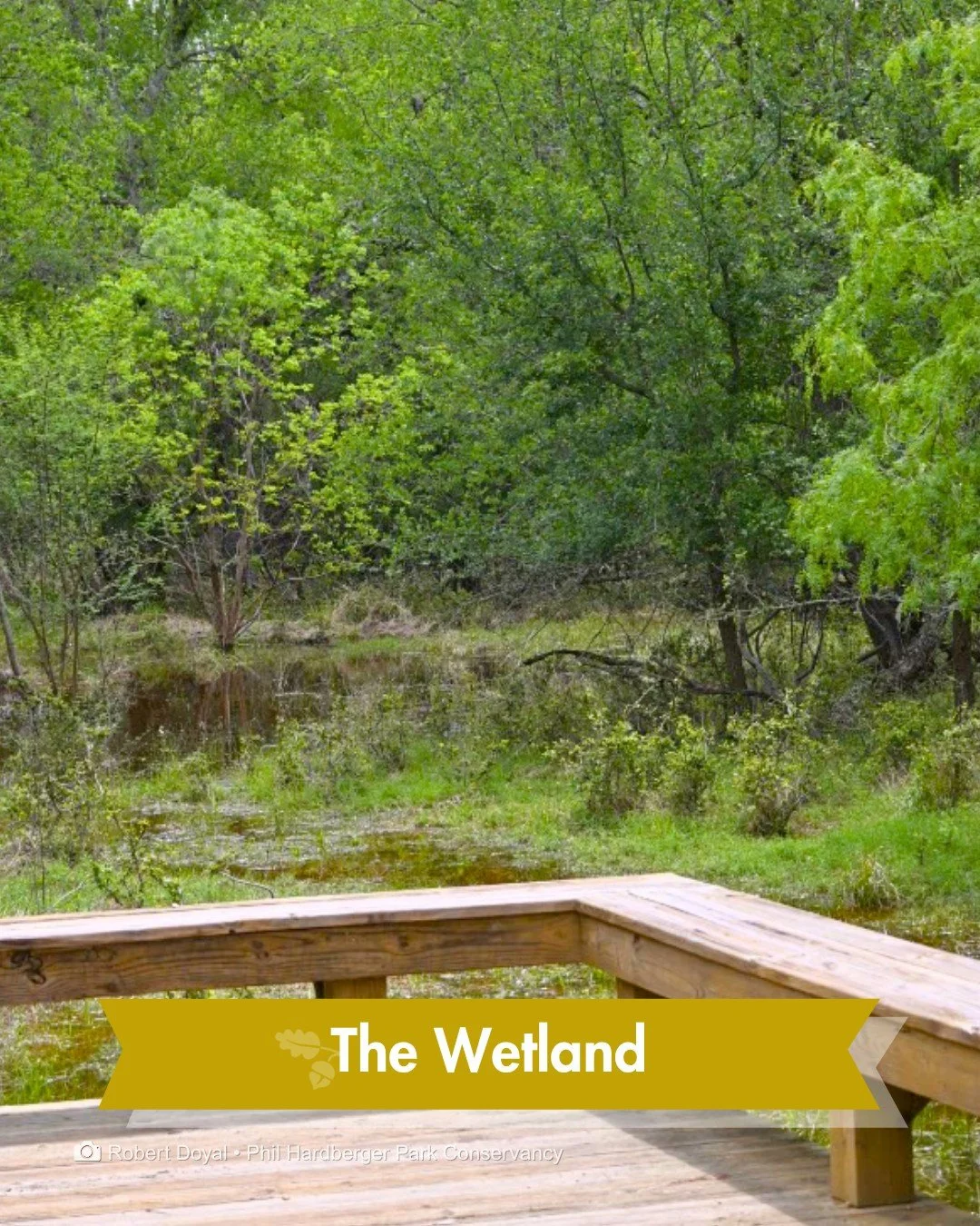 Did you know? Tucked away in a corner of the Park is a wetland.

This area, on the Northwest Military side of the Park, used to be unusable, just stagnant runoff and mud, inaccessible to the public.

In May 2018, Phase 1 of the Wetland Restoration Pr