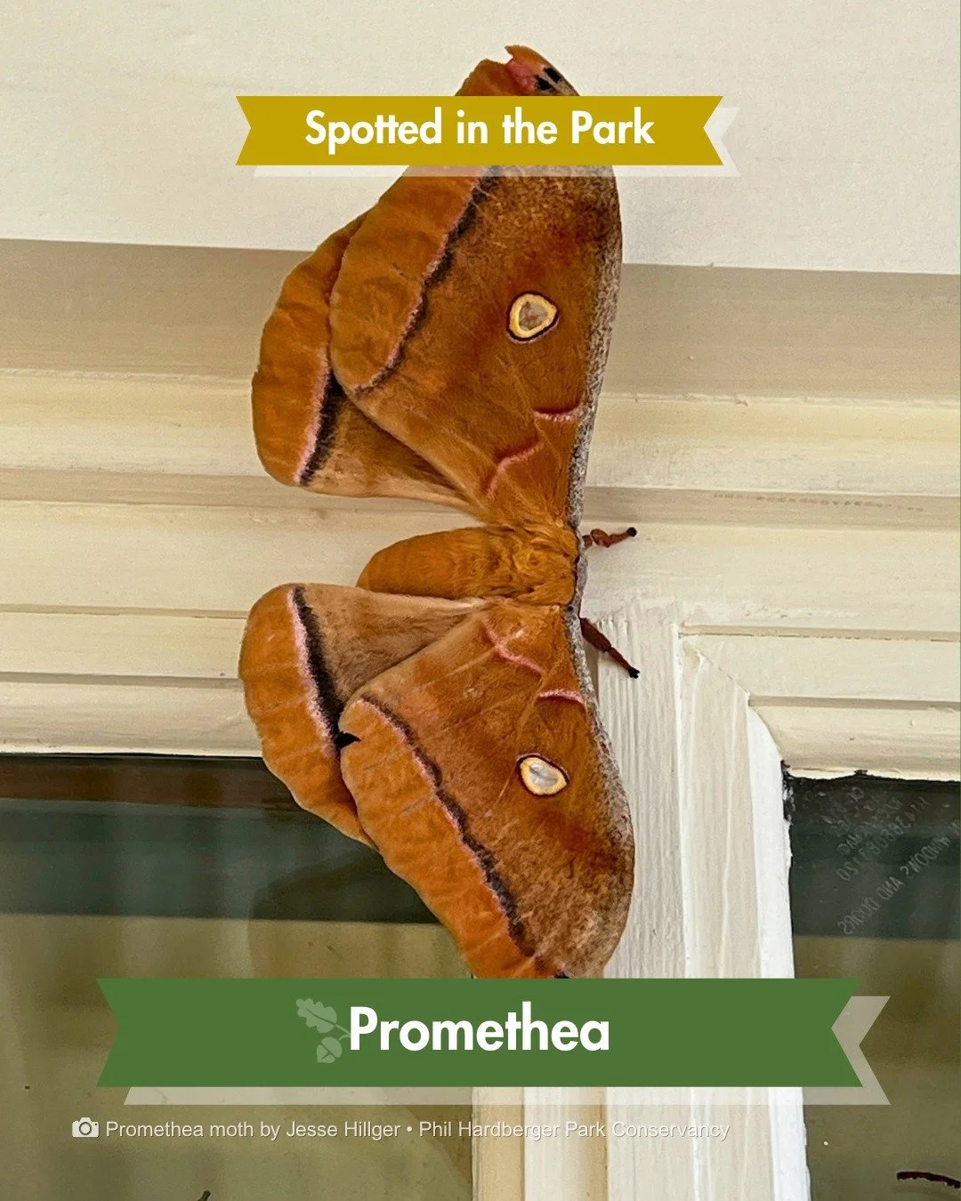 Spotted in the Park &mdash; She spent her afternoon on the Conservancy's front porch, patiently waiting for sunset.

Our education coordinator, Jesse Hillger, found this female Promethea moth hanging out on our porch last week. She's part of the gian