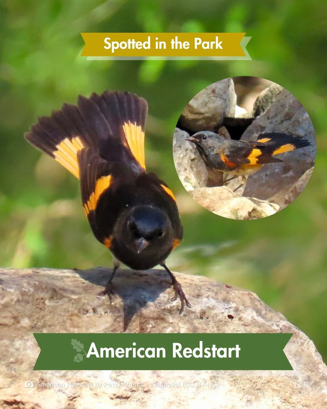 Spotted in the Park &mdash; Birders call them "the butterfly of the bird world." In Spanish, this bird is called Candelita, which means "little flame." Either name fits for their flash of color.

This male American Redstart stoppe