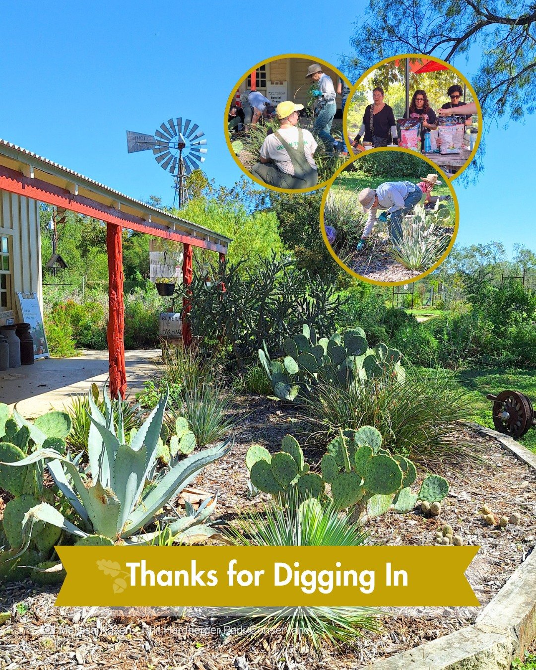 Fifteen volunteers joined us at the Historic Voelcker Farmstead on Saturday morning, hands in the dirt, weeding and clearing out our succulent garden. They learned how to propagate and maintain plants that need little South Texas rainfall once establ