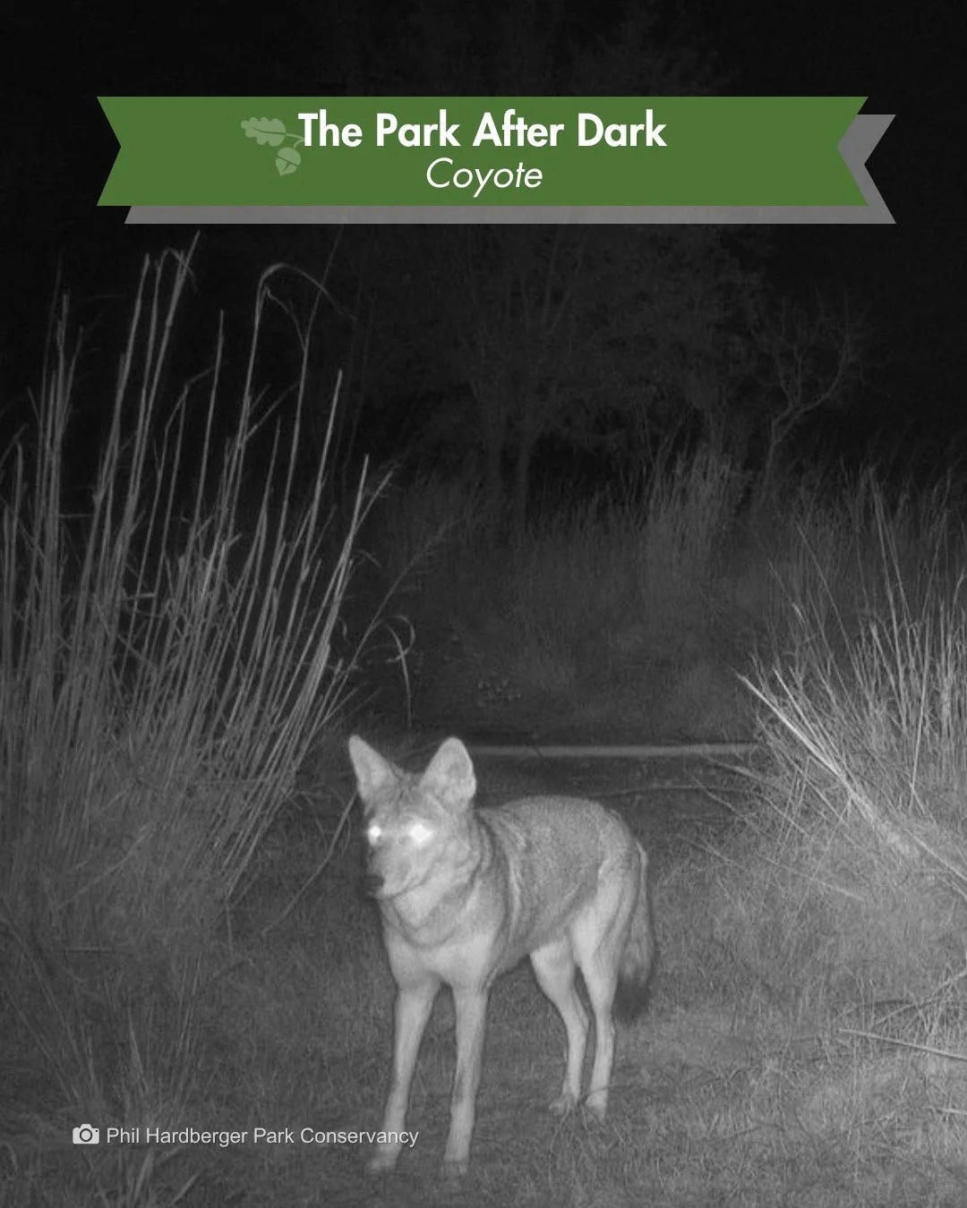 The Park After Dark &mdash; just "mousing" around near the Land Bridge

This coyote is hunting, but you'd never know it. It's just standing there, listening.

Somewhere under the grass, a mouse moves, and the coyote hears it. There's no nee