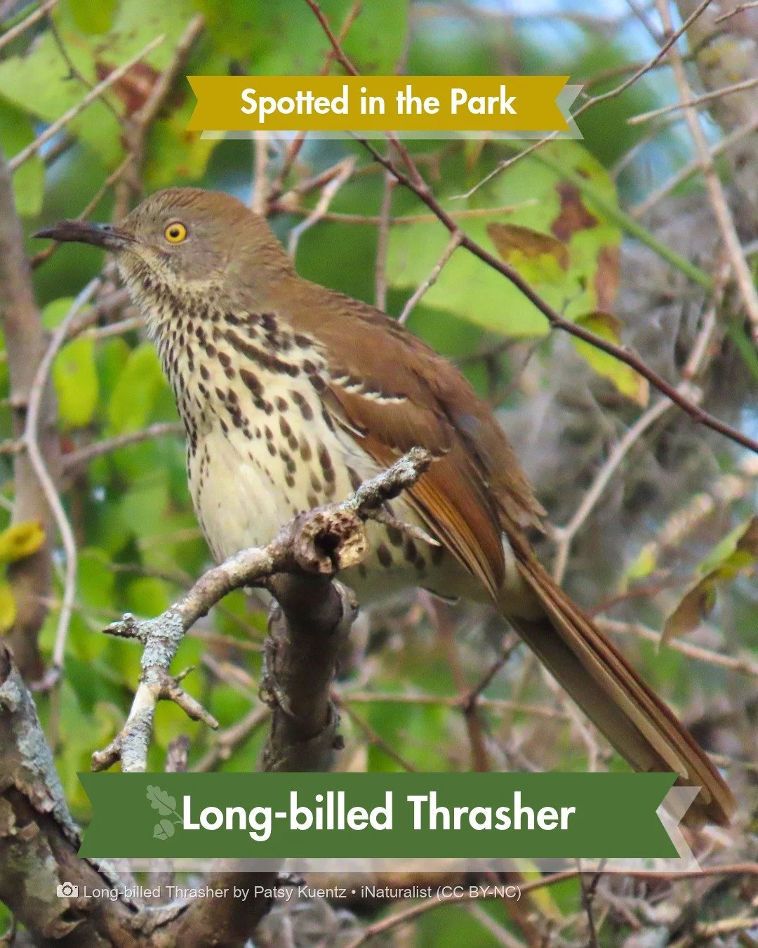 Spotted in the Park &mdash; This bird uses its curved bill like a rake.

You'll often hear a Long-billed Thrasher rustling in the leaves before you ever spot it. That's because they don't just peck at leaf litter. They excavate. They swing their curv