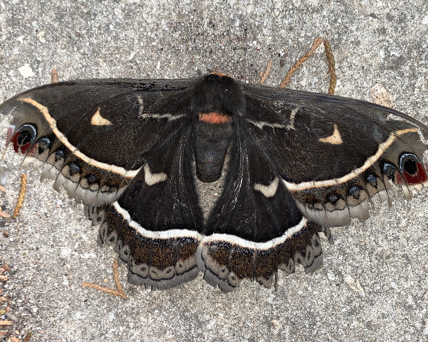 The Notable Unnoticed: Moths — Phil Hardberger Park Conservancy