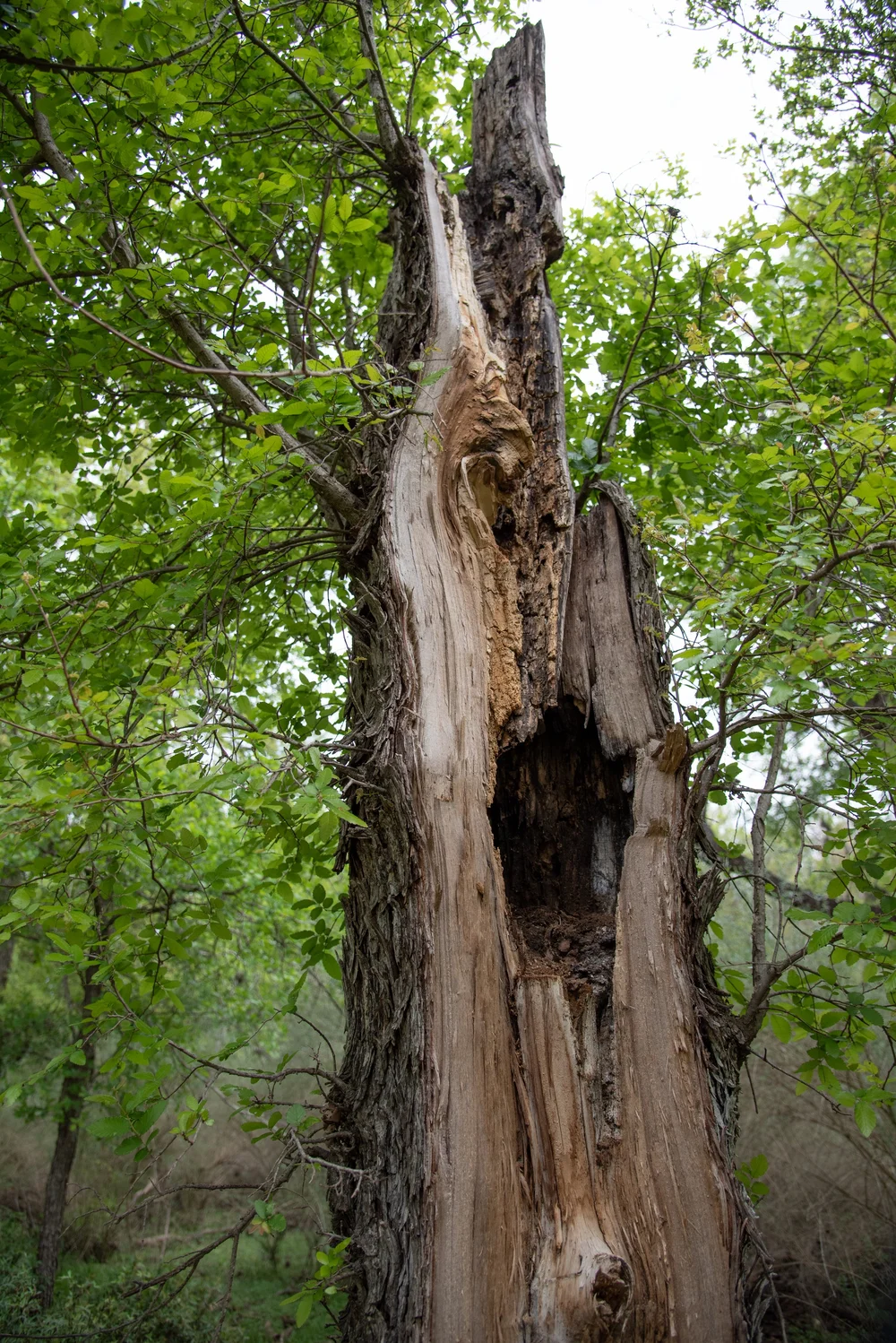 The Importance of Snags — Phil Hardberger Park Conservancy