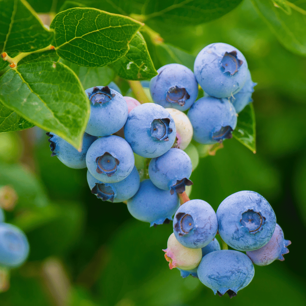 bluecrop blueberry.png
