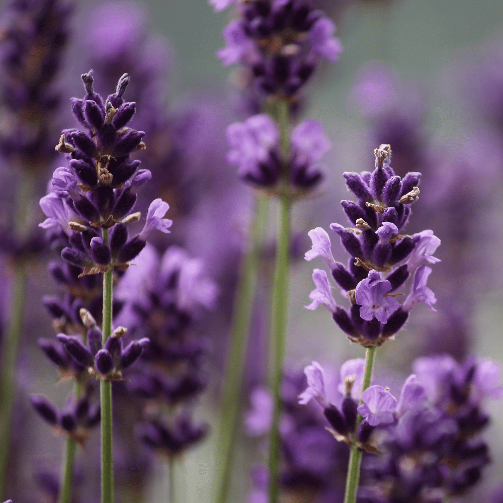Lavender, Munstead.png