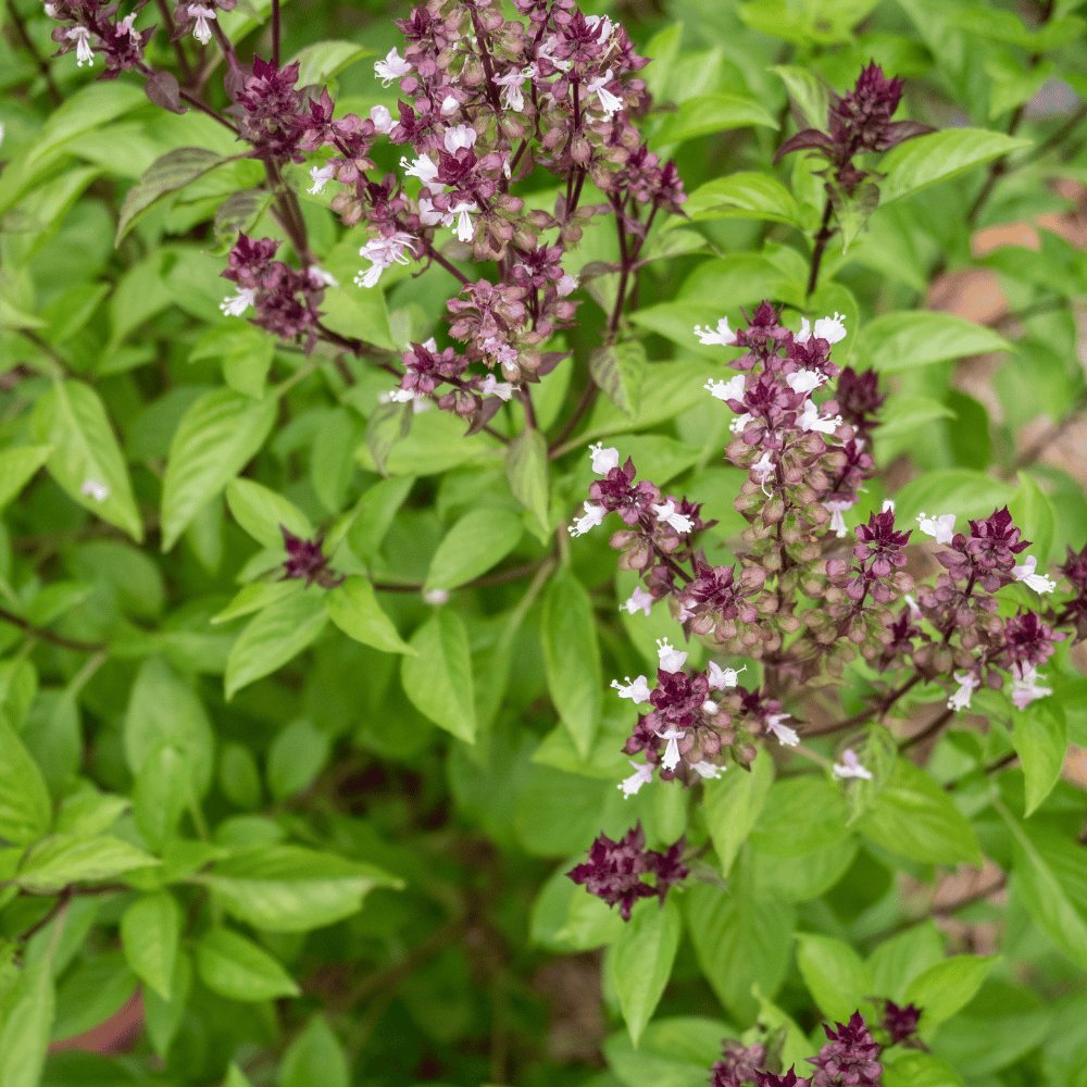 sweet thai basil.png